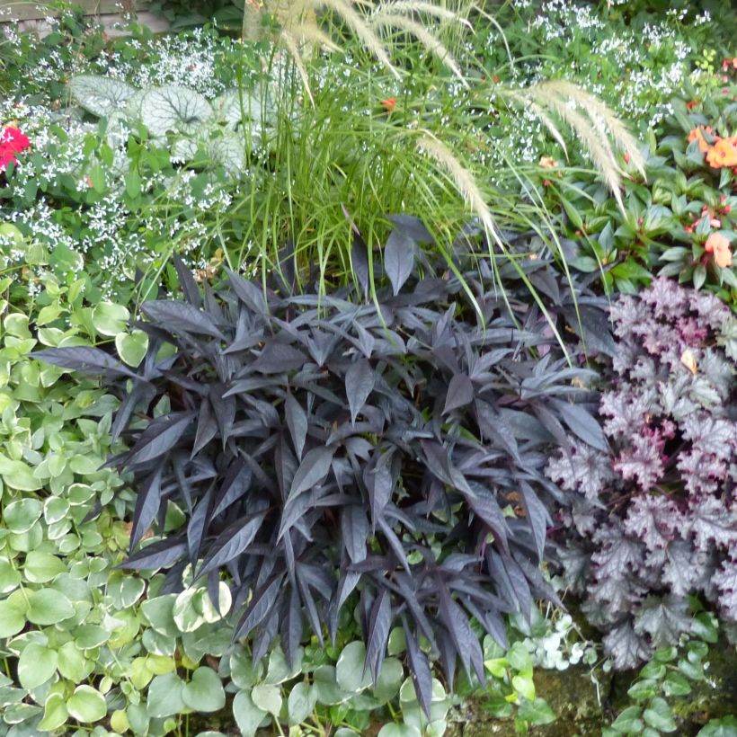 Ipomée Illusion Midnight Lace (Plant habit)