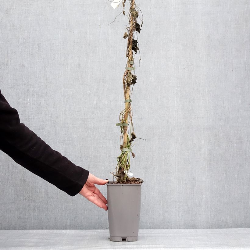 Spécimen de Ipomoea learii - Ipomée d'Inde Pot de 2L/3L tel que livré en hiver