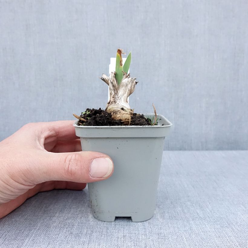 Example of Iris Barbata-Media Bedtime Story Godet de 8/9 cm as you get in printemps