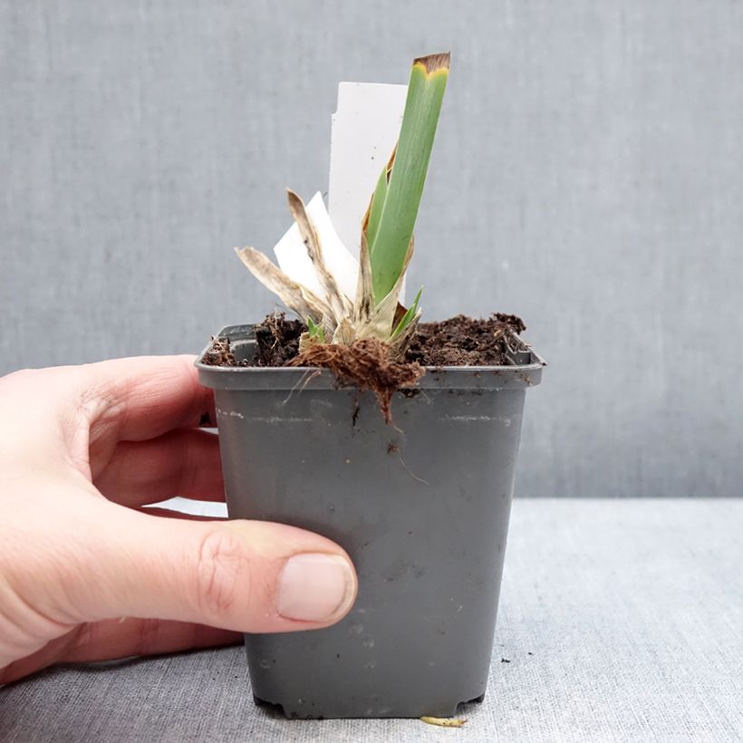 Example of Iris Big Blue Eyes - Iris des Jardins Lilliput Godet de 8/9 cm as you get in hiver