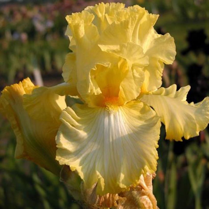 Iris germanica Big Dipper - Baardiris (Flowering)
