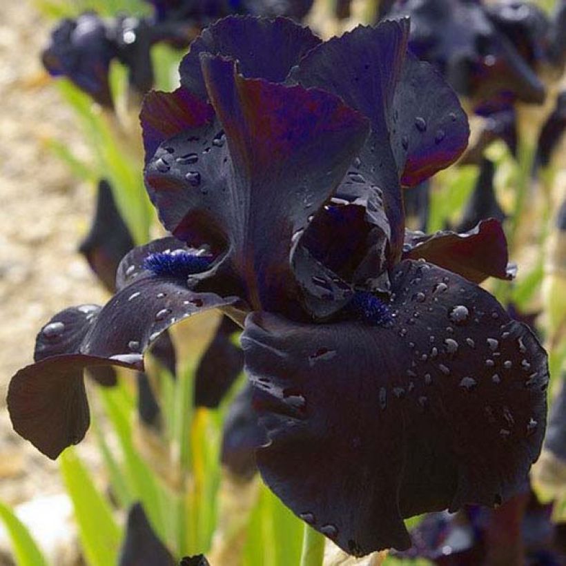 Iris germanica Black Suited (Flowering)