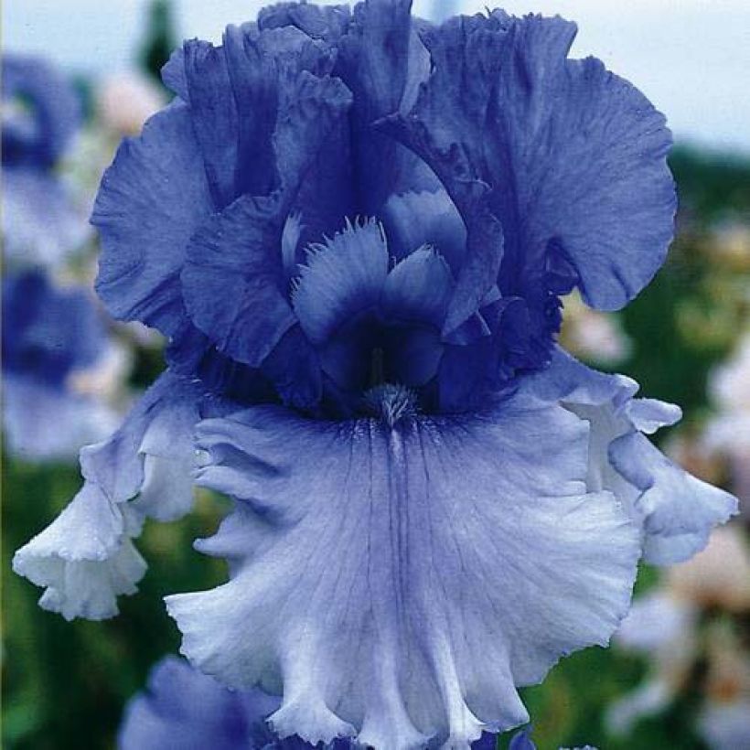 Iris germanica Cascade Springs (Flowering)