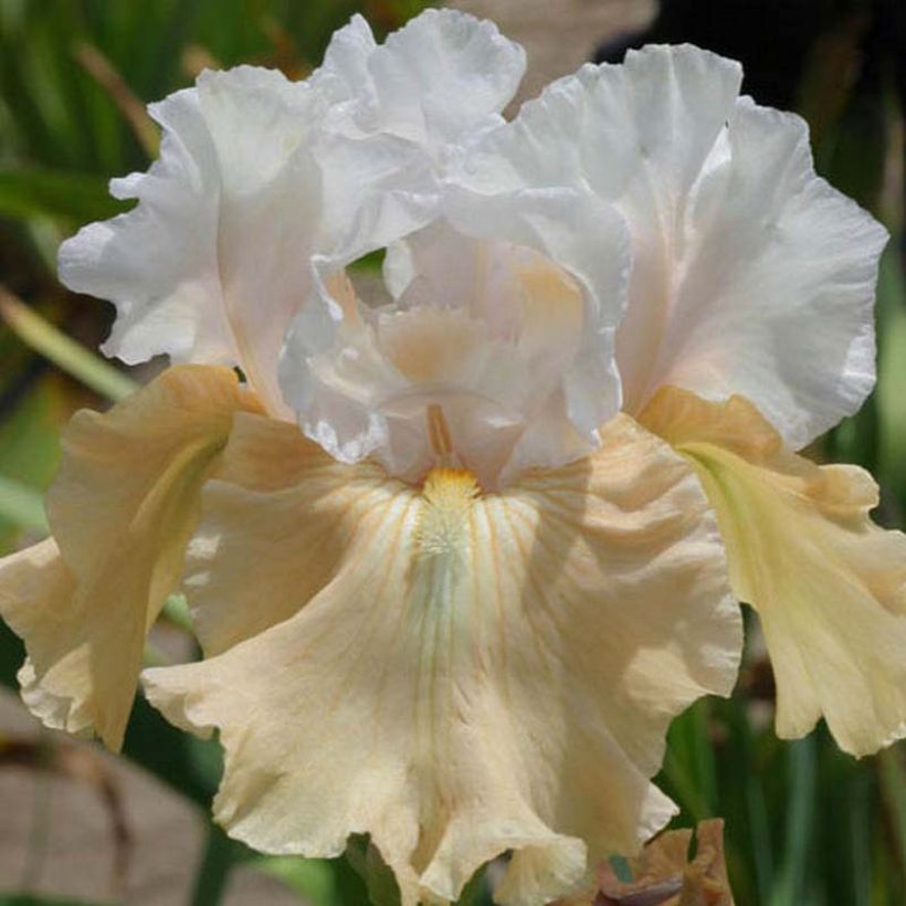 Iris germanica Champagne Frost (Flowering)
