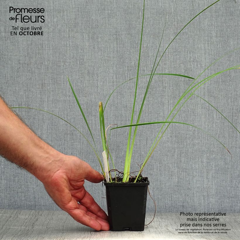 Spécimen de Iris chrysographes Black Knight Godet de 8/9 cm tel que livré en automne