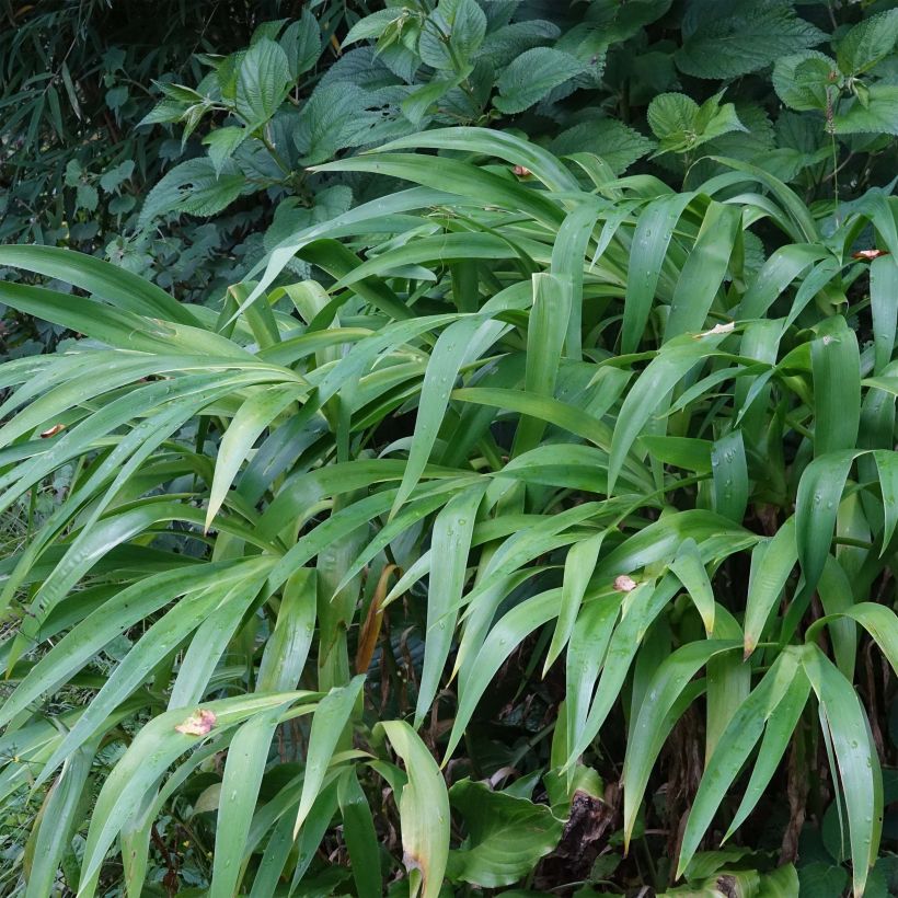 Iris confusa Martyn Rix - Iris bambou (Foliage)