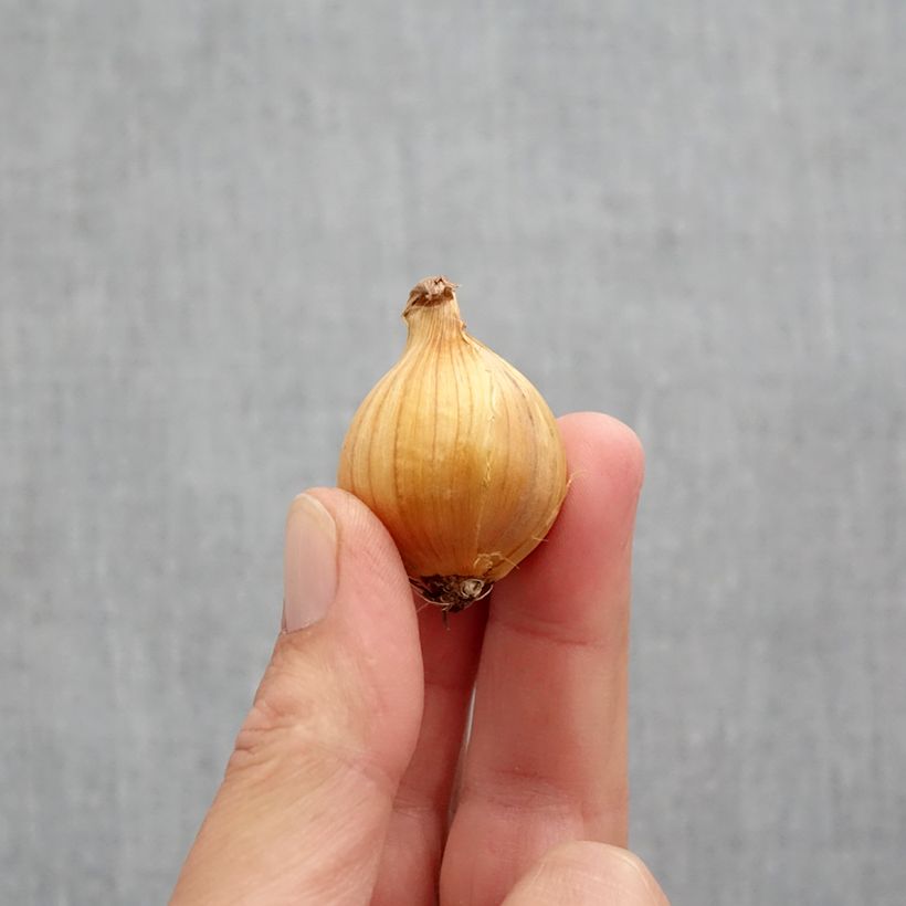 Example of Iris de Hollande Apollo Bulbe calibre 10+ as you get in automne