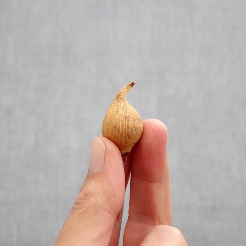 Example of Iris de Hollande Eye of the Tiger Bulbe calibre 8+ as you get in automne