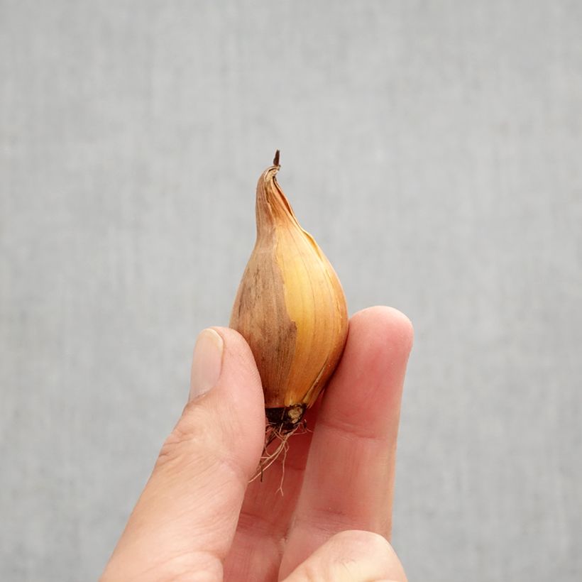 Spécimen de Iris de Hollande Frans Hals - Iris hollandica Bulbe calibre 8+ tel que livré en automne