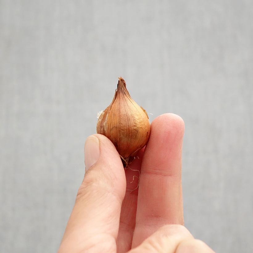 Example of Iris de Hollande Lion King - Iris hollandica Bulbe calibre 6+ as you get in automne