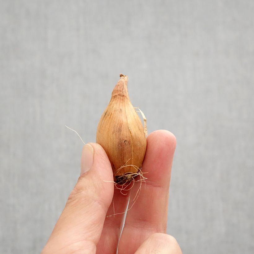 Spécimen de Iris de Hollande Miss Saigon Bulbe calibre 8+ tel que livré en automne