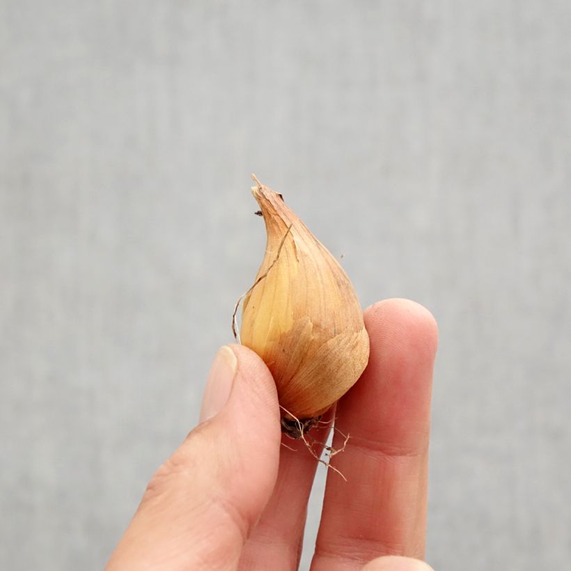 Spécimen de Iris de Hollande Professor Blaauw Bulbe calibre 9 tel que livré en automne