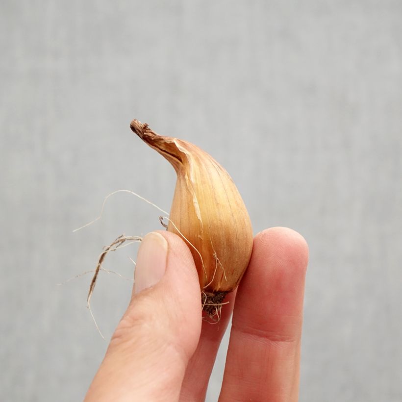 Example of Iris de Hollande Purple Sensation Bulbe calibre 7/8 as you get in automne