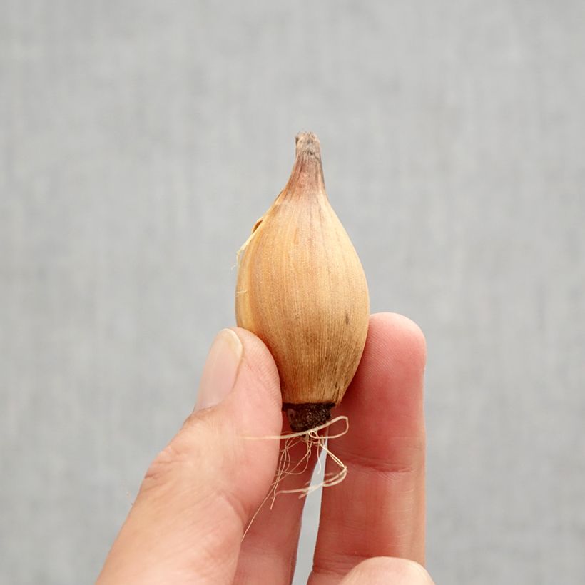 Spécimen de Iris de Hollande Red Ember - Iris hollandica Bulbe calibre 8+ tel que livré en automne