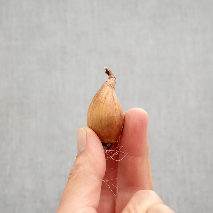 Spécimen de Iris de Hollande Sapphire Beauty Bulbe calibre 8+ tel que livré en automne