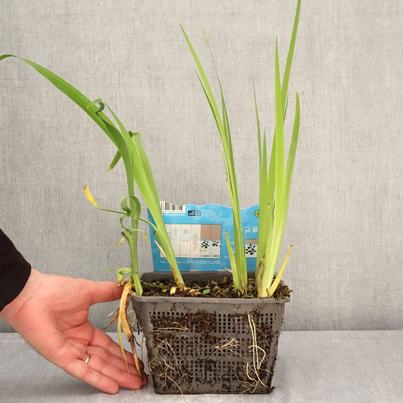 Spécimen de Iris de Louisiane Ann Chowning - Iris louisiana Pot de 1L/1,5L tel que livré au printemps