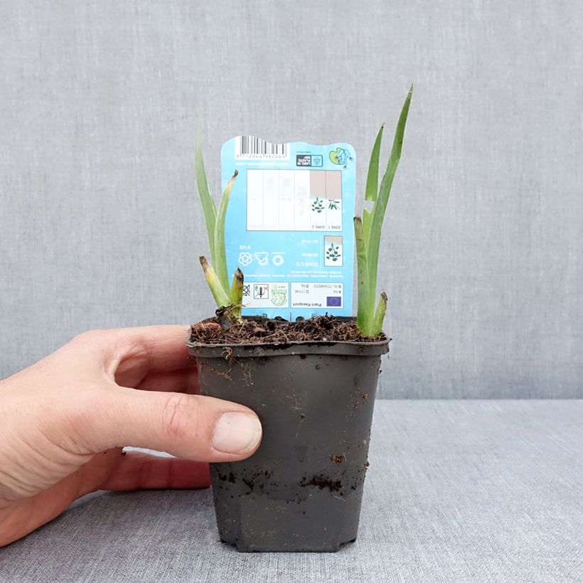 Example of Iris de Louisiane Black Gamecock - Iris louisiana Godet de 8/9 cm as you get in printemps