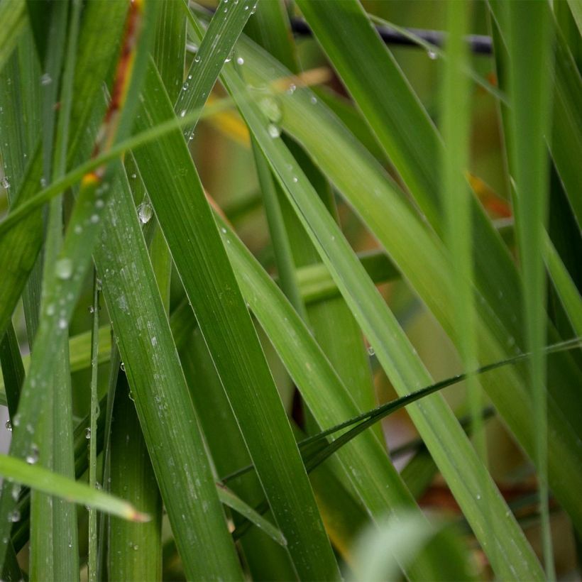 Iris de Sibérie - Iris sibirica Caesar's Brother (Foliage)
