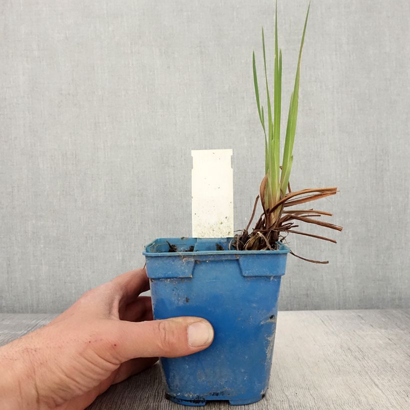 Example of Iris de Sibérie - Iris sibirica Caesar's Brother Pot de 1L/1,5L as you get in printemps