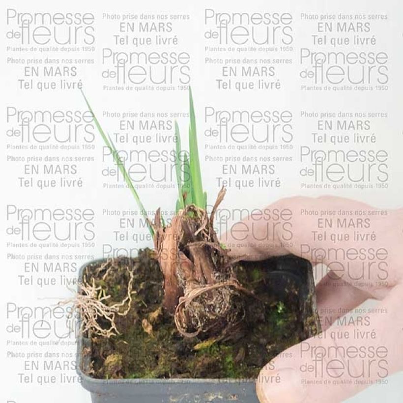 Exemple de spécimen de Iris de Sibérie - Iris sibirica Dear Delight Racines nues tel que livré