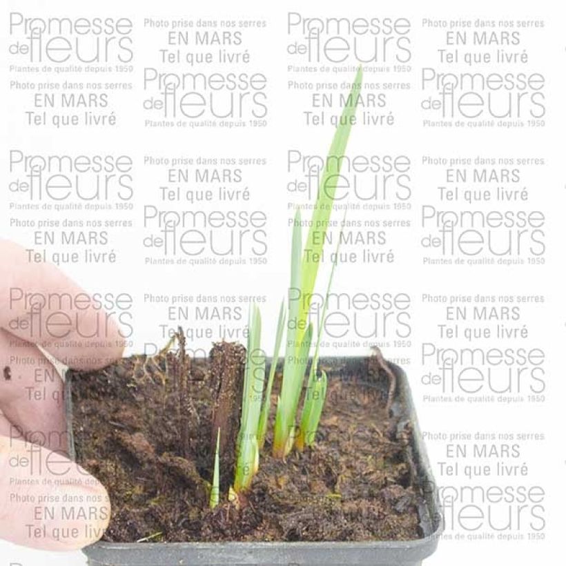 Example of Iris de Sibérie - Iris sibirica Double Standard Racines nues as you get