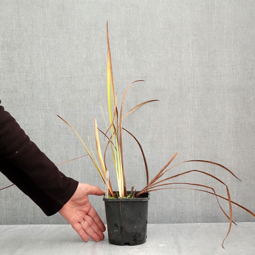 Spécimen de Iris de Sibérie - Iris sibirica Double Standard Pot de 1,5L/2L tel que livré en automne