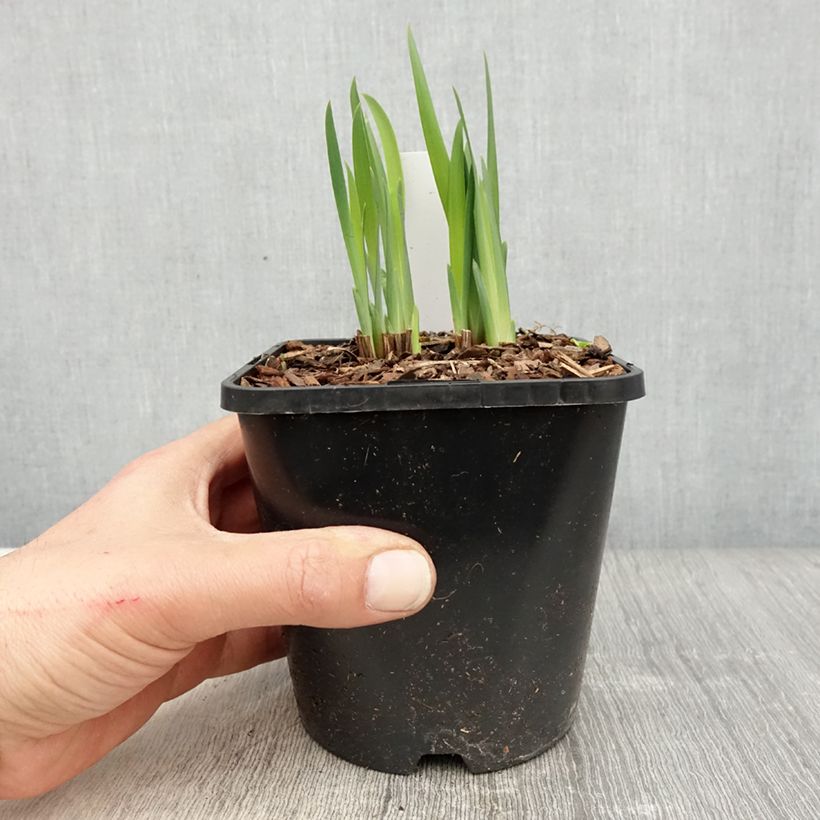 Example of Iris de Sibérie - Iris sibirica Double Standard Pot de 1,5L/2L as you get in printemps