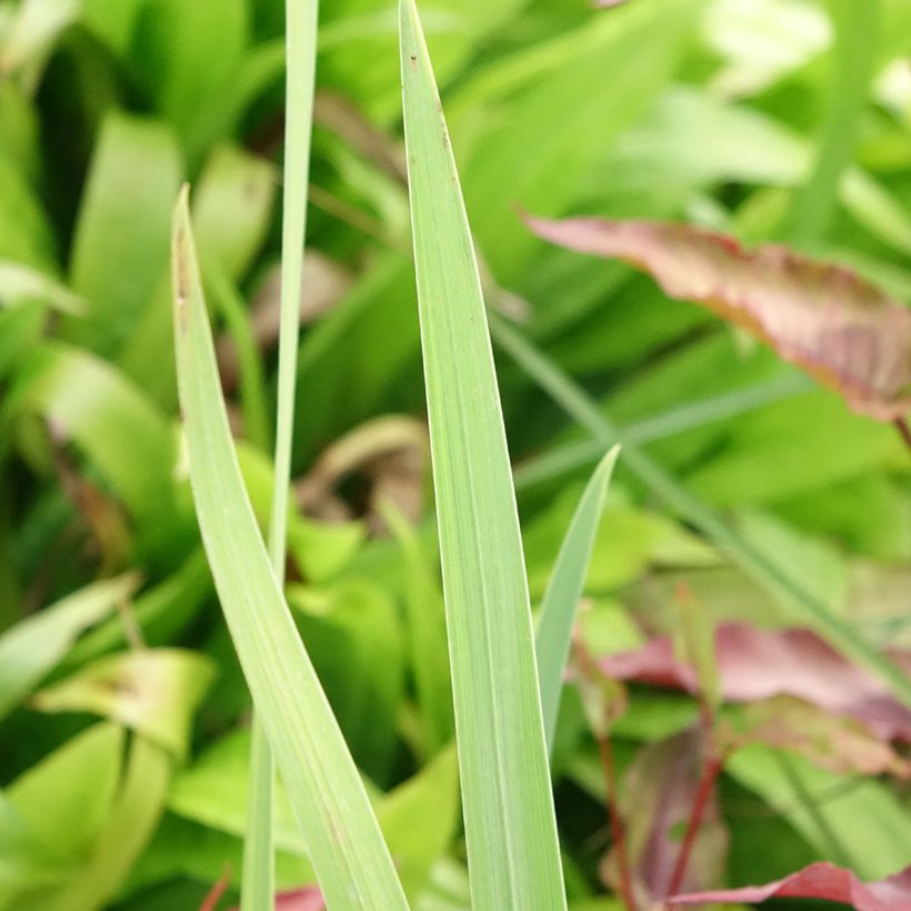 Iris du Japon - Iris ensata Amethyst (Foliage)