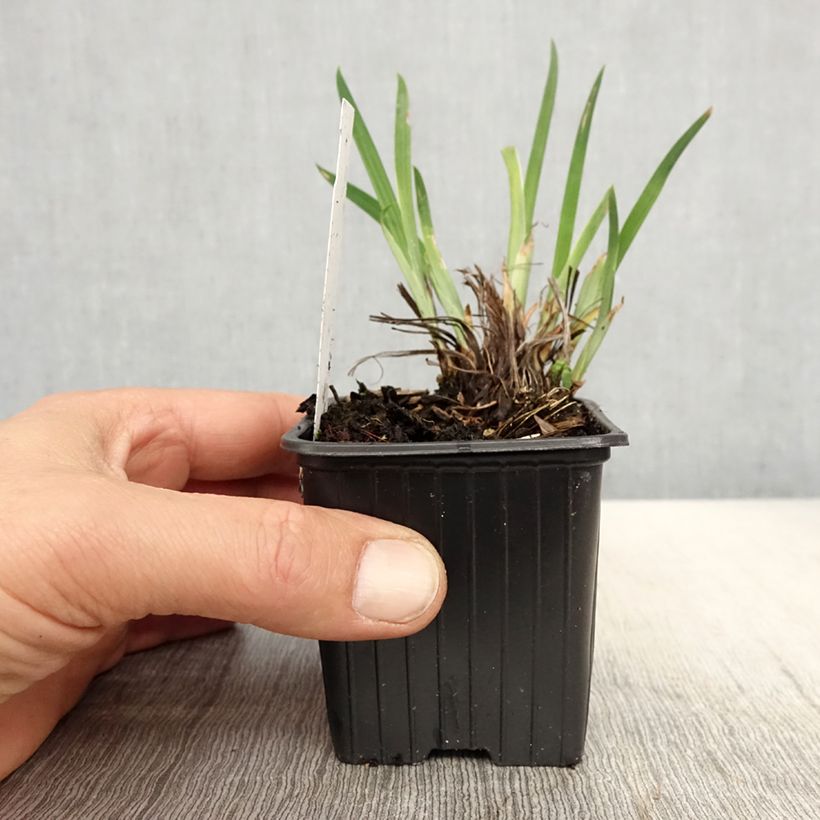 Example of Iris du Japon - Iris ensata Crystal Halo Godet de 8/9 cm as you get in printemps