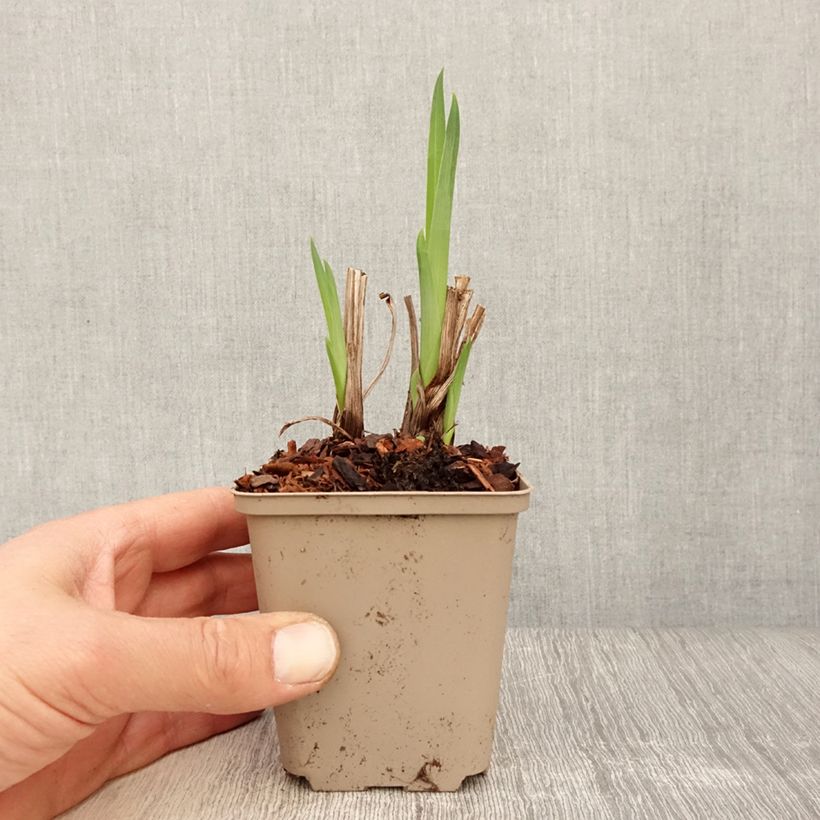 Example of Iris du Japon - Iris ensata Diamant Godet de 8/9 cm as you get in printemps