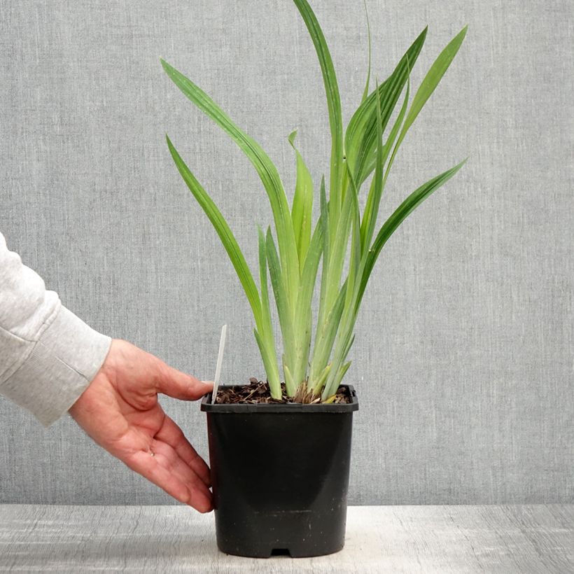 Example of Iris du Japon - Iris ensata Dinner Plate Blueberry Pie Pot de 2L/3L as you get in printemps