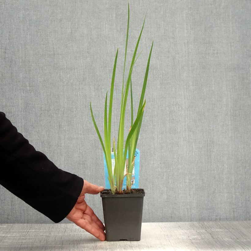 Example of Iris du Japon - Iris ensata Dinner plate Cheese Cake Godet de 8/9 cm as you get in printemps