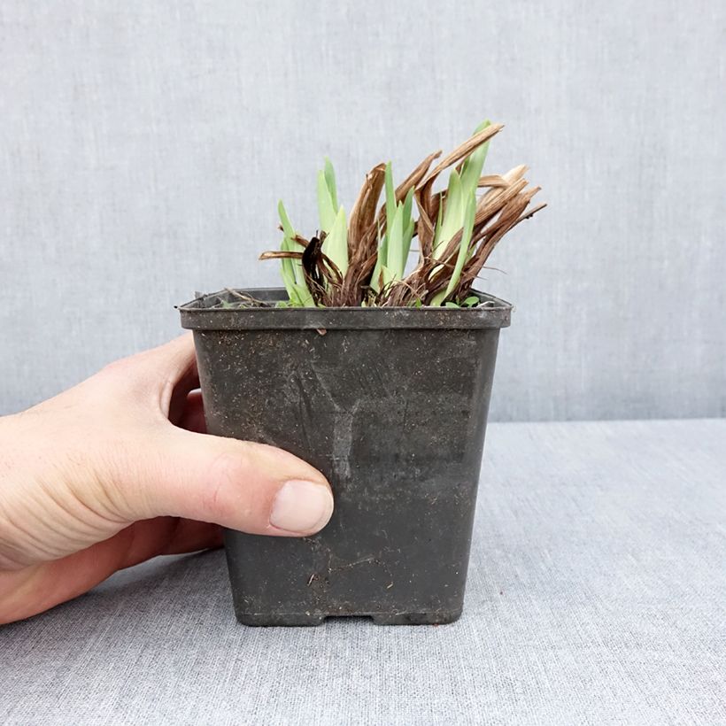 Example of Iris du Japon - Iris ensata Dinner Plate Cupcake Godet de 8/9 cm as you get in printemps