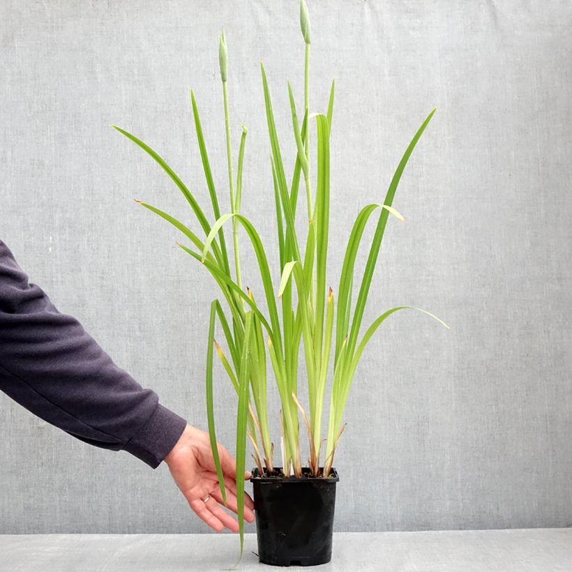 Example of Iris du Japon - Iris ensata Dinner Plate Cupcake Pot de 2L/3L as you get in printemps