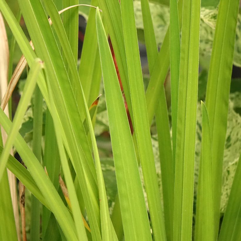 Iris du Japon - Iris ensata Dinner Plate Ice Cream (Foliage)