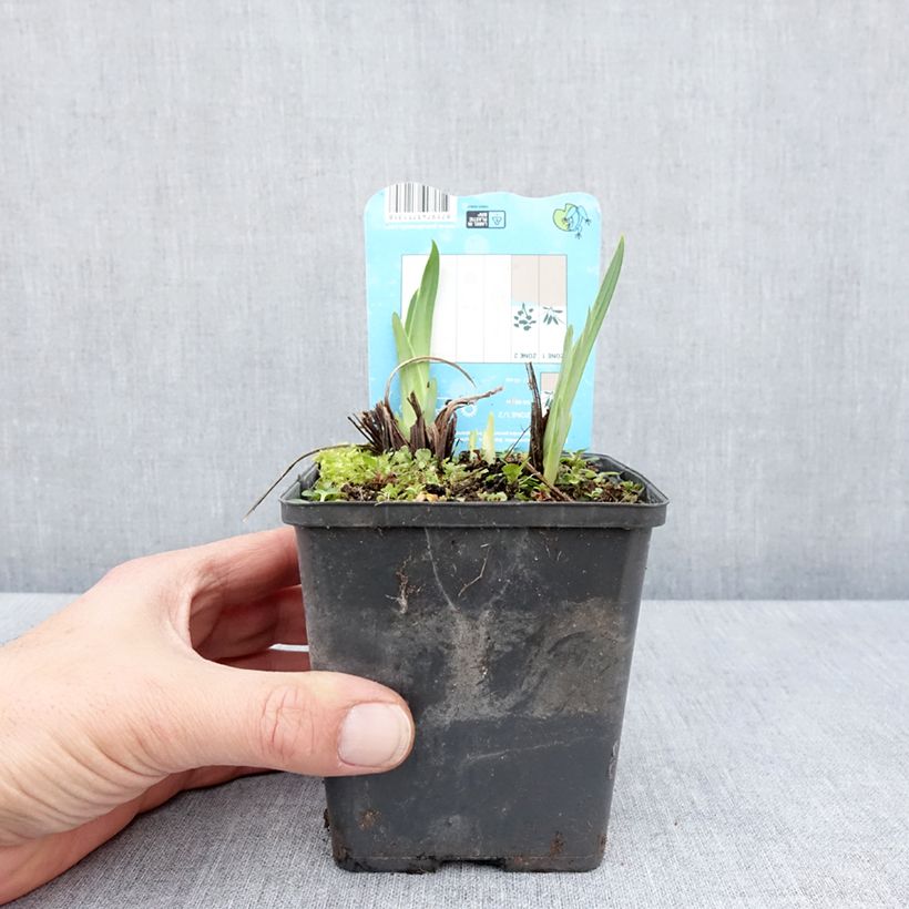 Example of Iris du Japon - Iris ensata Dinner Plate Ice Cream Godet de 8/9 cm as you get in printemps