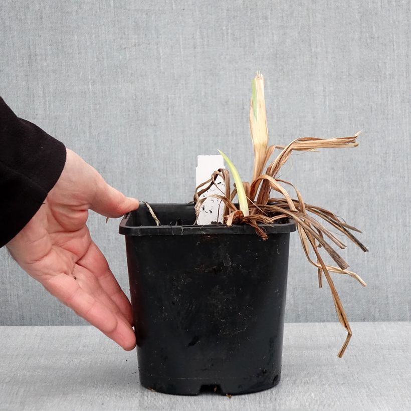 Example of Iris du Japon - Iris ensata Dinner Plate Ice Cream Pot de 2L/3L as you get in hiver