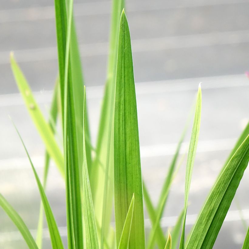 Iris du Japon - Iris ensata Dinner Plate Jell-O (Feuillage)