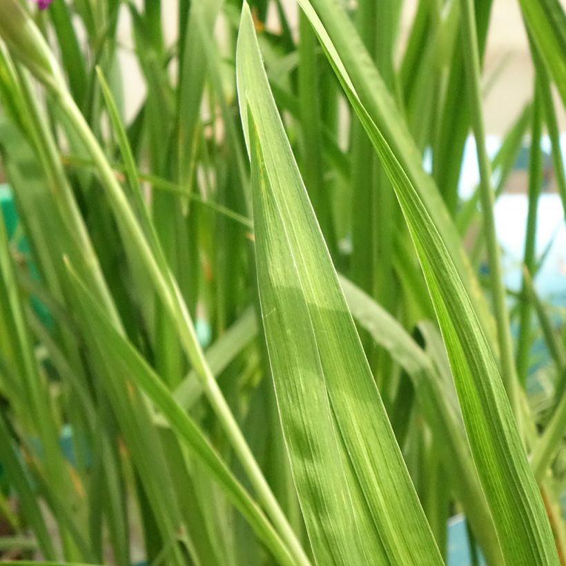 Iris du Japon - Iris ensata Dinner Plate Tiramisu (Feuillage)