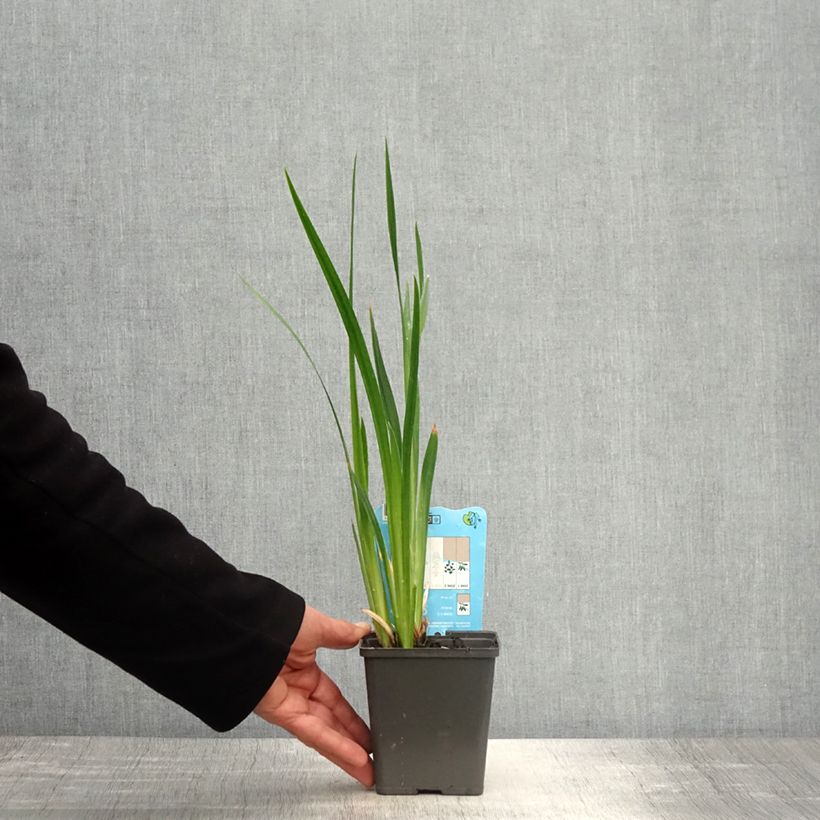 Spécimen de Iris du Japon - Iris ensata Dinner Plate Tiramisu Godet de 8/9 cm tel que livré au printemps