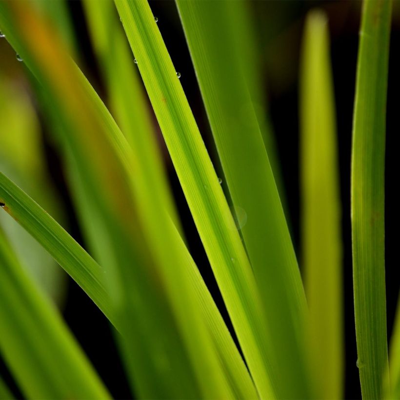 Iris du Japon - Iris ensata Gold Bound (Foliage)