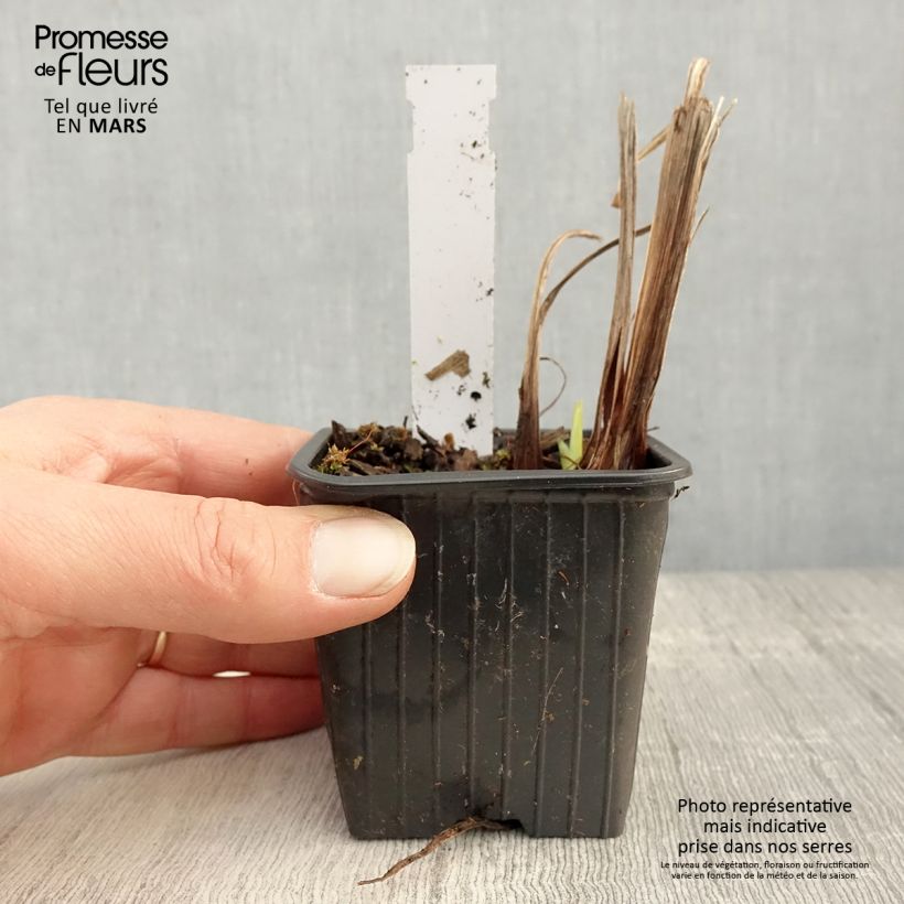 Spécimen de Iris du Japon - Iris ensata Lady in Waiting Godet de 8/9 cm tel que livré au printemps