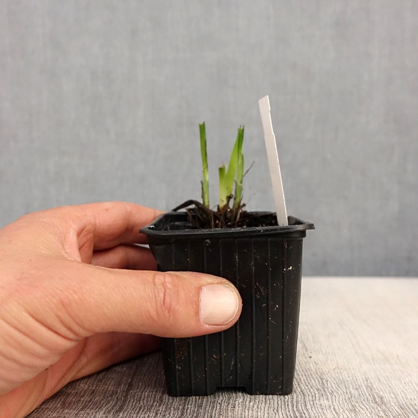 Example of Iris du Japon - Iris ensata Rose Queen Godet de 8/9 cm as you get in printemps