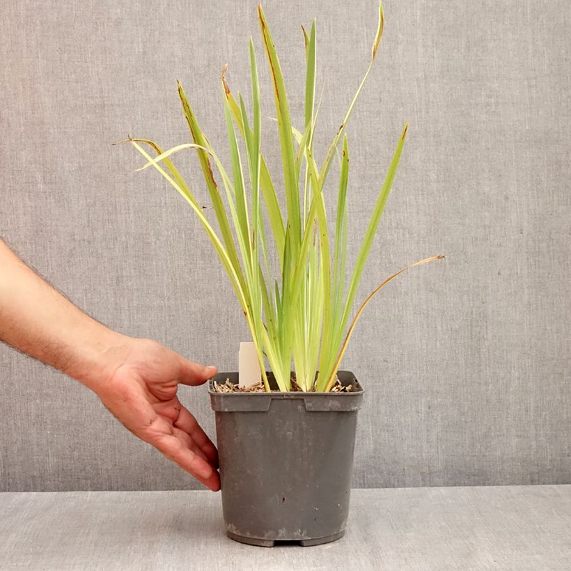 Spécimen de Iris du Japon - Iris ensata Variegata Pot de 2L/3L tel que livré en automne