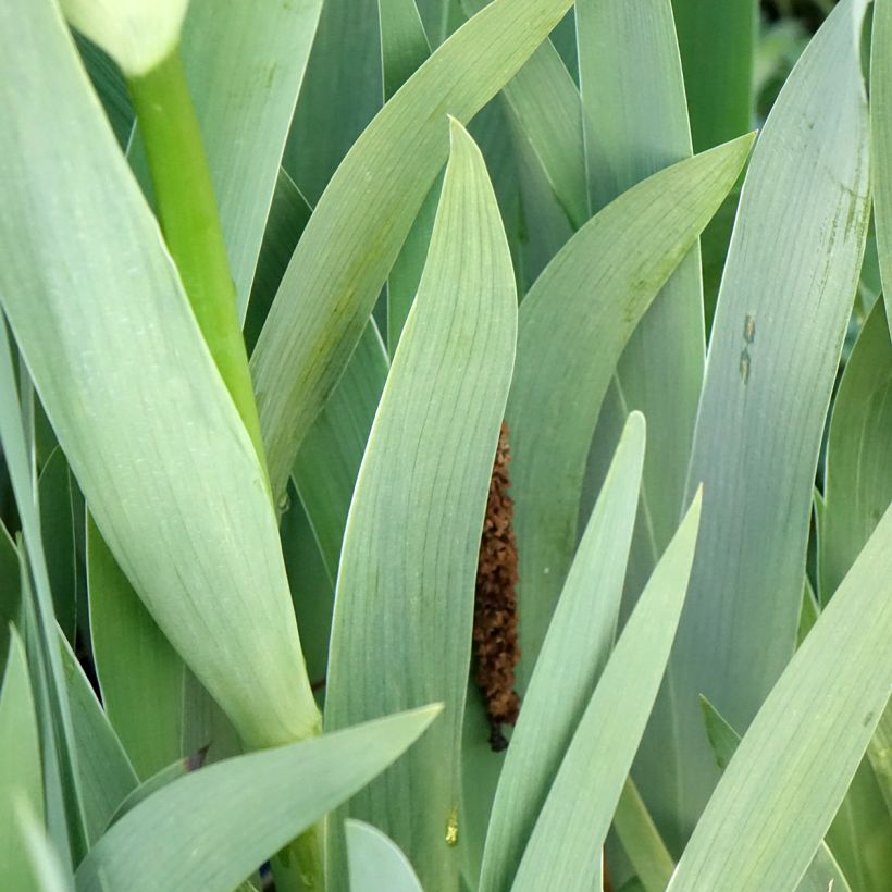 Iris germanica Accent Variegata - Iris des Jardins (Feuillage)