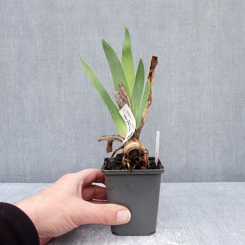 Example of Iris germanica After The Rain - Iris des Jardins Godet de 8/9 cm as you get in hiver