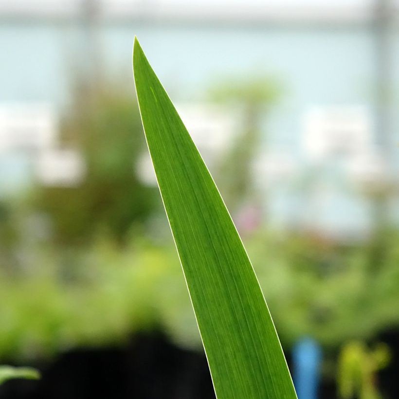 Iris germanica Agrippa - Iris des Jardins (Foliage)