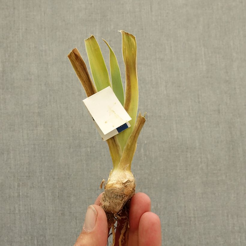 Spécimen de Iris germanica Allumez le Feu - Iris des Jardins Lilliput Rhizome tel que livré en hiver