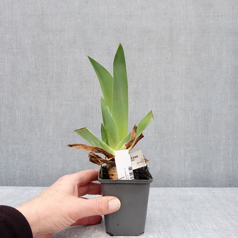 Spécimen de Iris germanica Alpenview - Iris des jardins Godet de 8/9 cm tel que livré en hiver