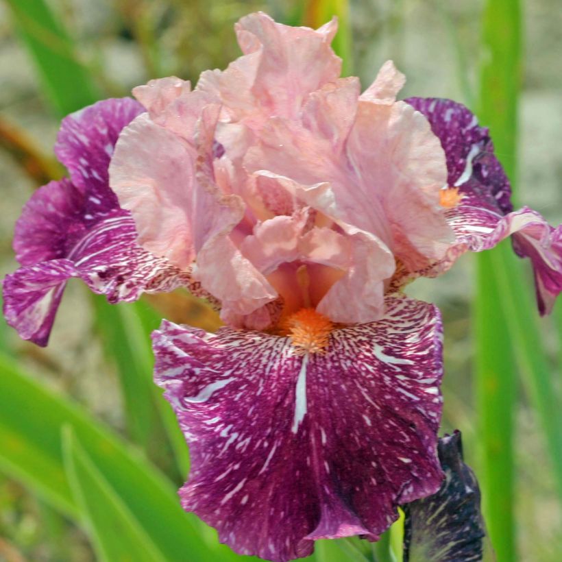 Iris germanica Anaconda Love - Iris des Jardins (Flowering)
